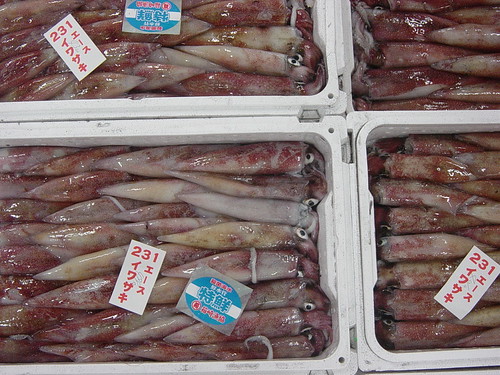 bulk squid