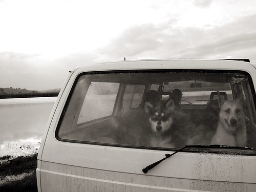 Dogs in the Van