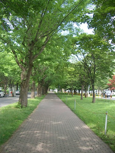 Hokkaido University ginkgo road