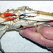 red_blue_crab
