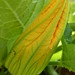 2005-07-12 013 Courgette Flower