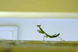 a-posing-mantis