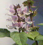 Basil Flowers