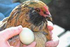 Araucana Chicken and Egg