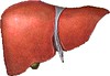 肝臟