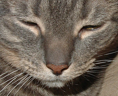 Boo: grey tabby cat