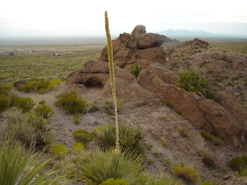 In the desert in New Mexico