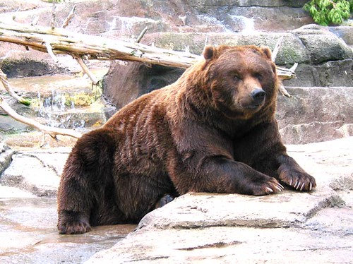 Kodiak Bear 1