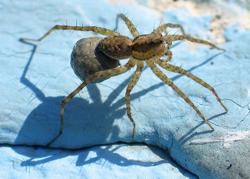 Female Wolf Spider with egg sac