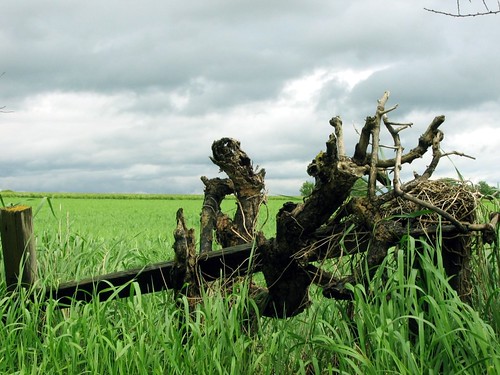 The remains of a hedge picked out against the green fields and the grey sky of Burneston