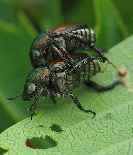 Mating Japanese Beetles