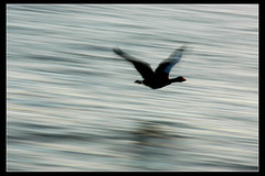 Moving bird (1)