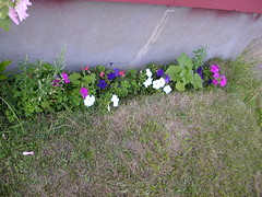 Front Flower Bed