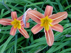 Day Lilies?