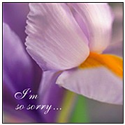sorry-1