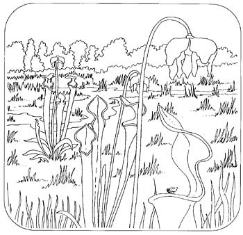 pitcherplant