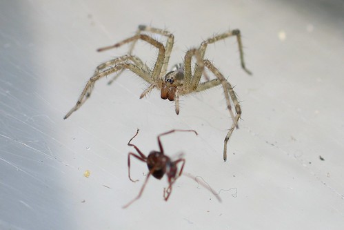 Funnel Spider and prey 4