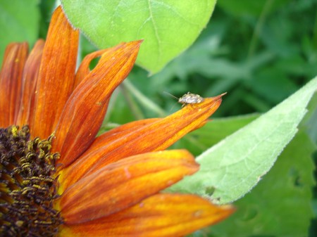 sunflower-bug-2