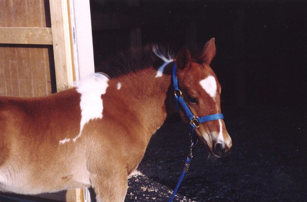 As a yearling