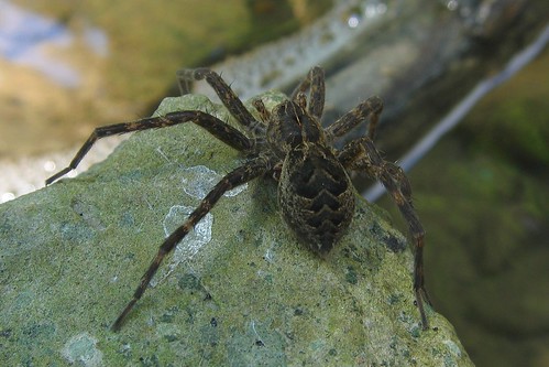 Fishing spider on stone