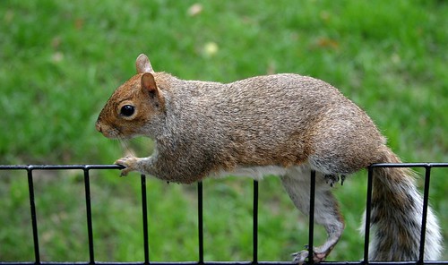 New York Squirrel