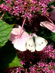 papillon dans les hortensias, 5 août 2005