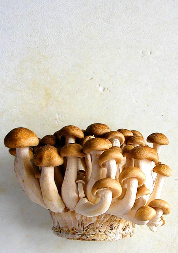 honshimeji mushroom