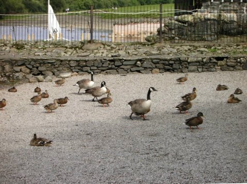 Ducks and Geese on the slipway