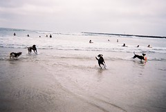 dog beach playing