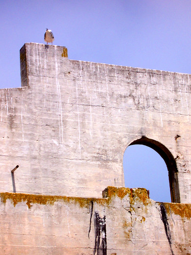 Seagull Atop Wall on Alcatraz