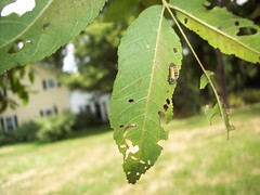 A Bug on a Tree
