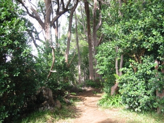 Aiea Loop Trail
