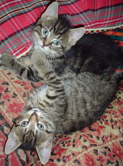 Freyalynn's kittens