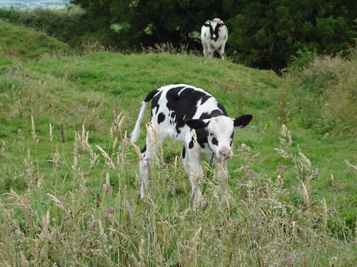 Vacas 2