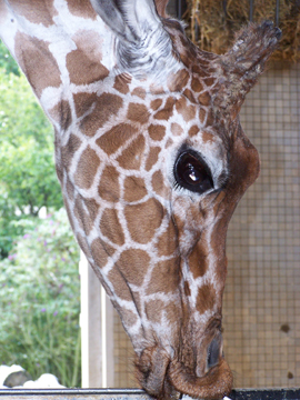 giraffe eye UP