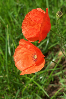 Poppies UP