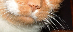 Orange cat's whiskers