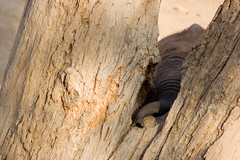 Baby Elephants Always Lose at Hide-and-Go-Seek