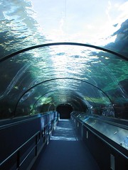 11 seal tunnel sydney aquarium
