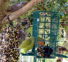 Green Lovebird and Friends