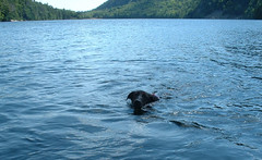 Otter swims back